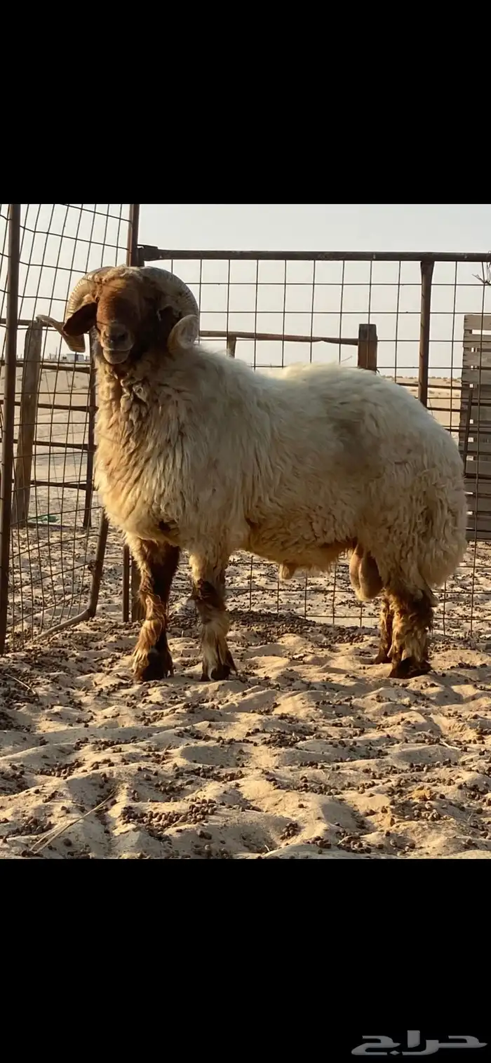 فحل نعيمي صنف( ينسف براسه) شرط 0