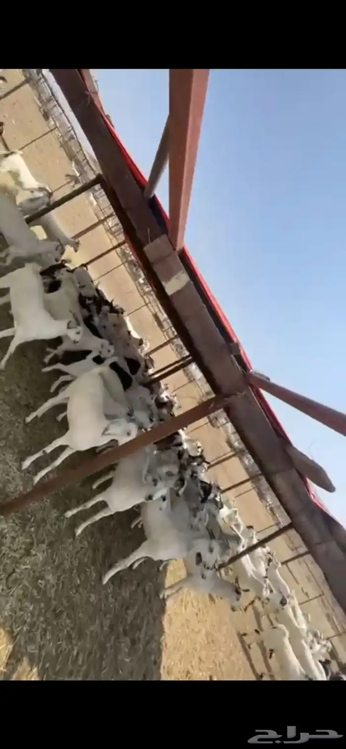 جفير 0