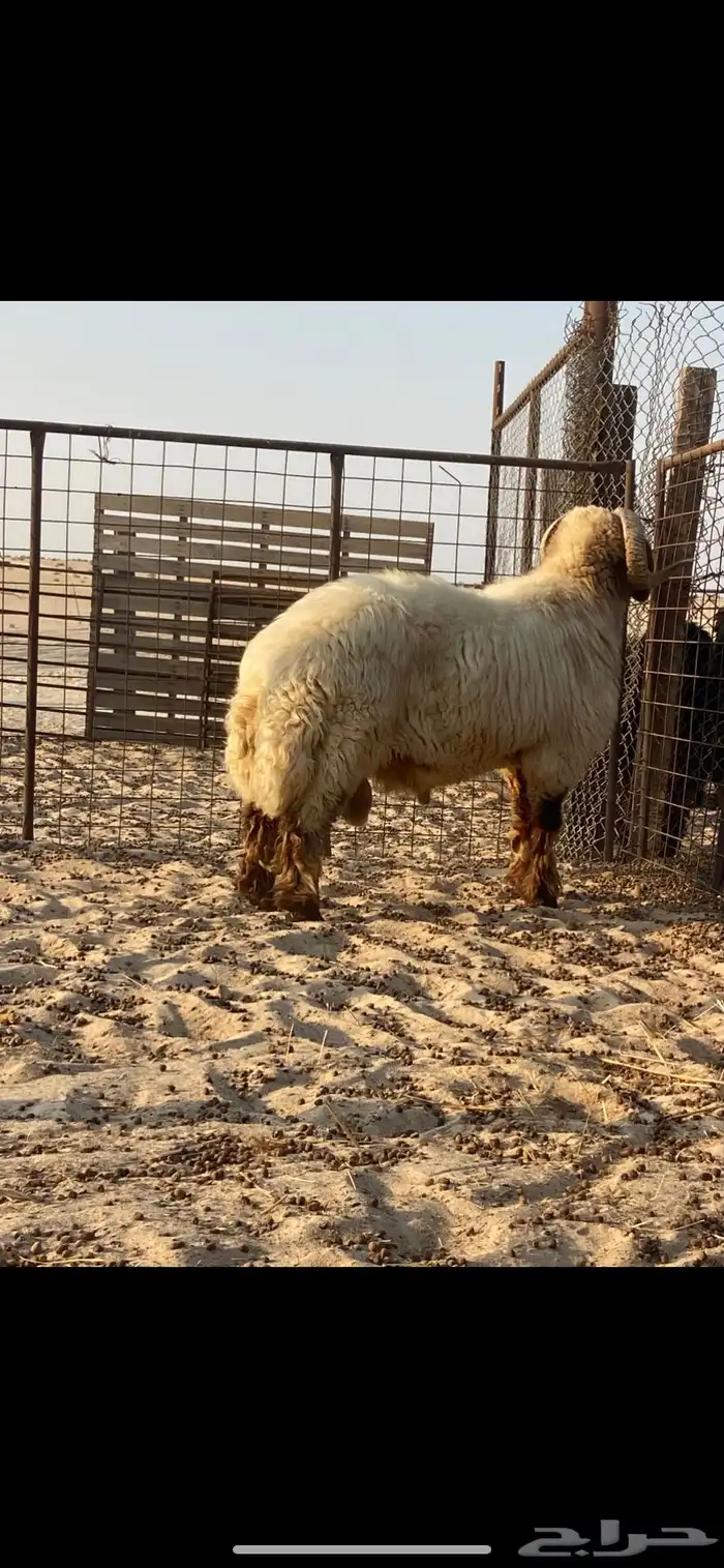 فحل نعيمي صنف( ينسف براسه) شرط 6