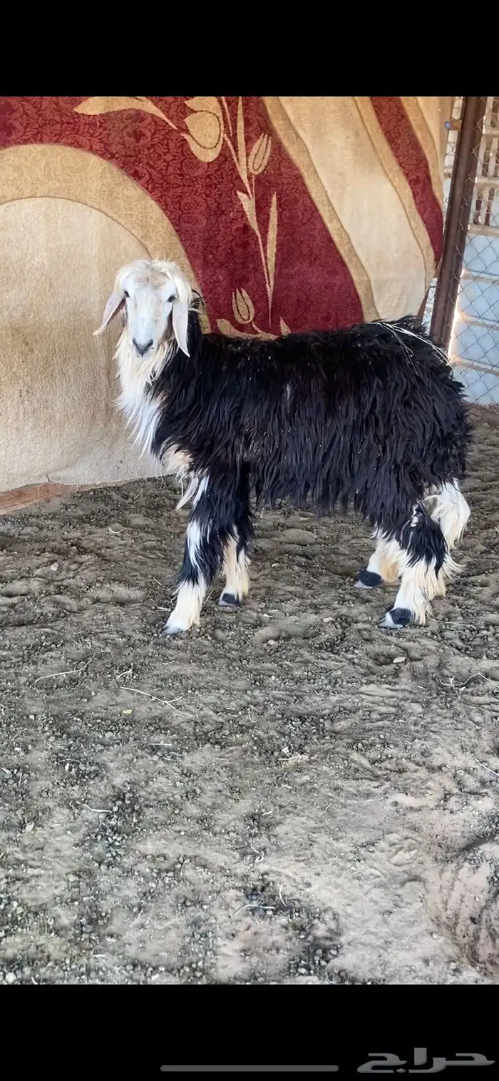 جذعه مضرع وعدالها وسط 0