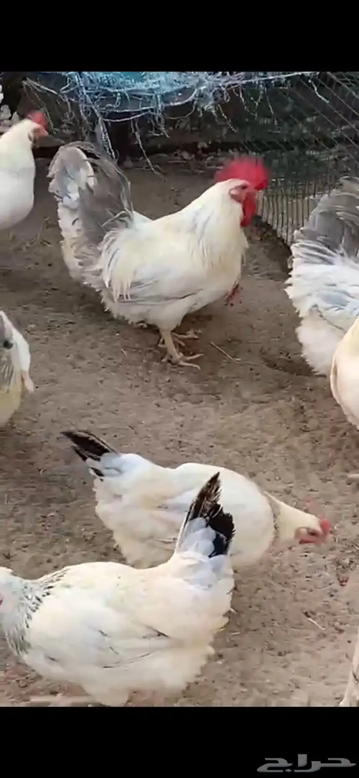 دجاج فرنسي 6