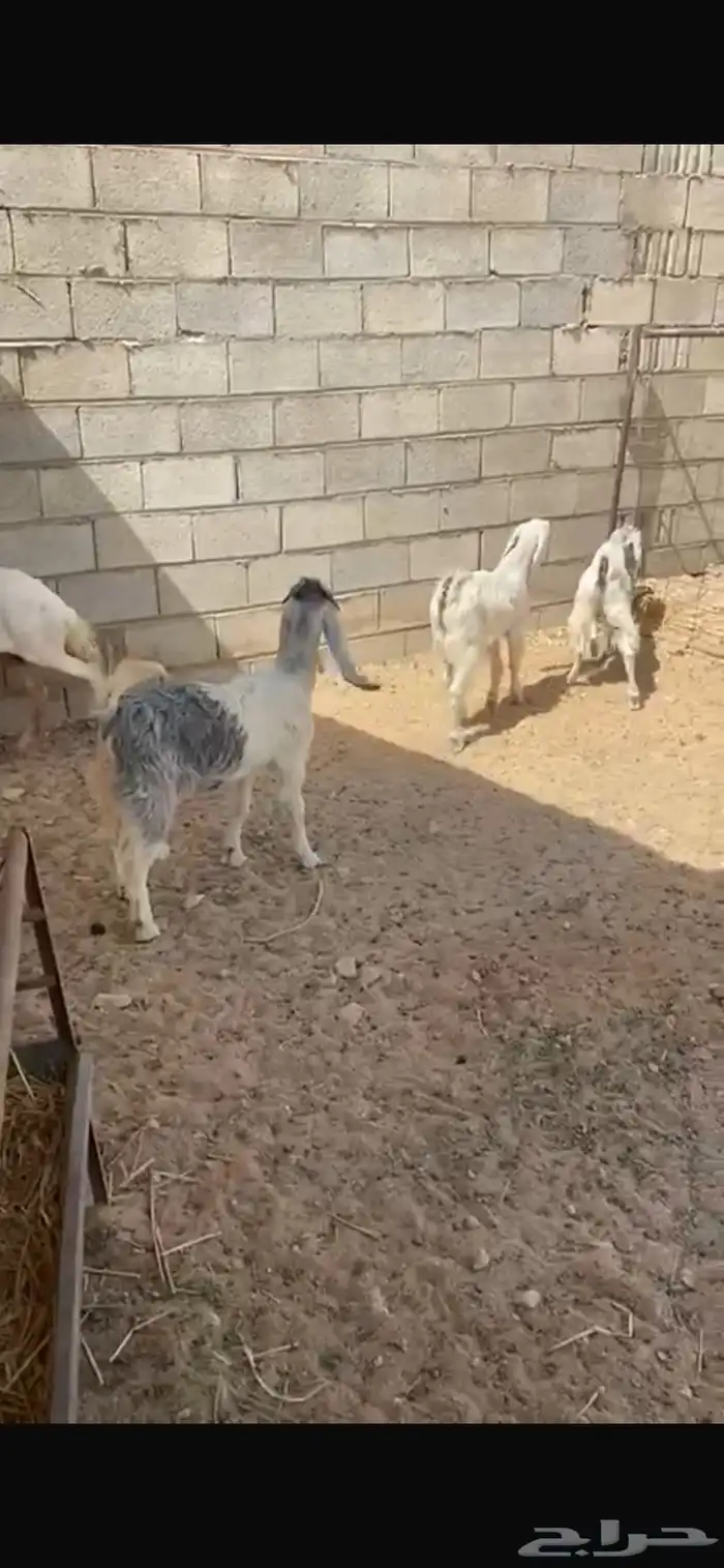تيس وجفرتين 0