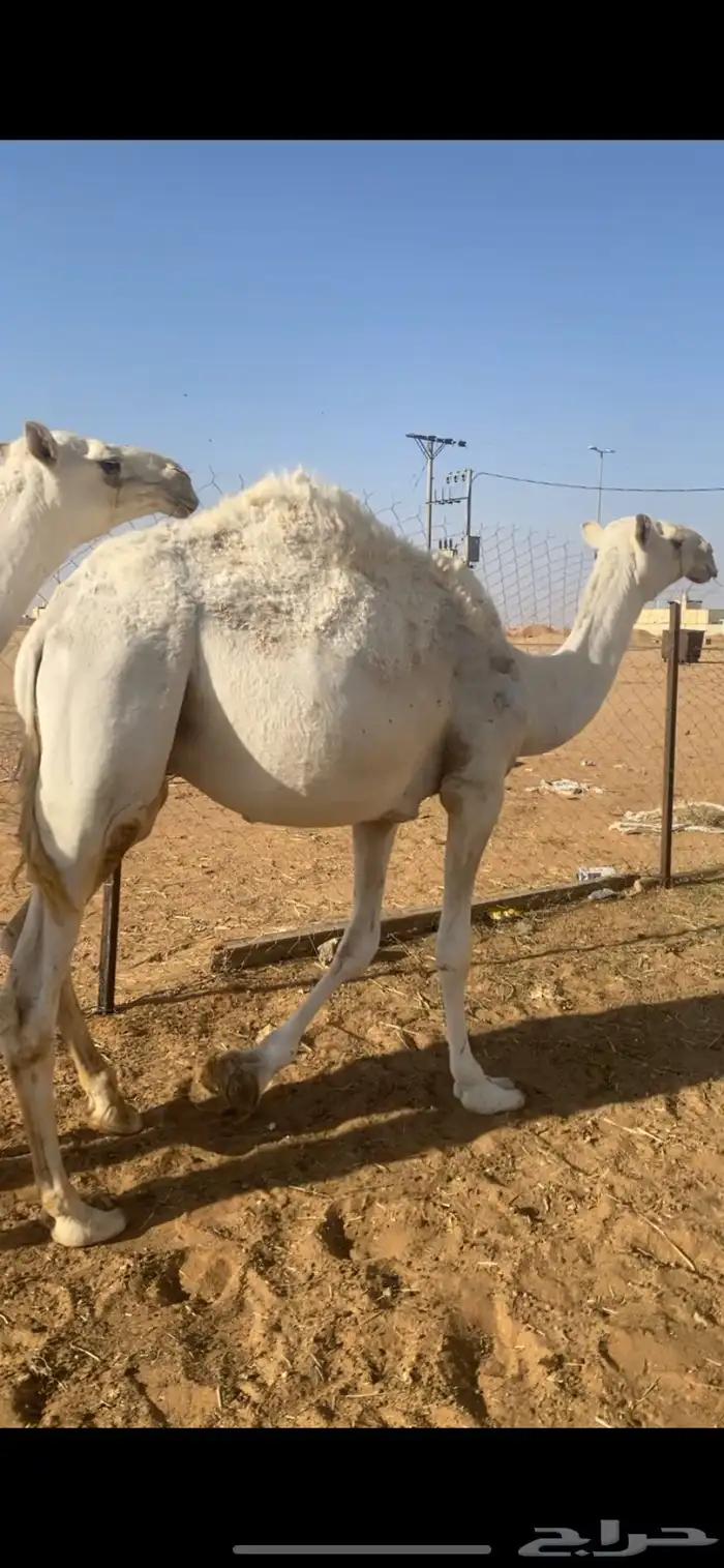 حشو قصب قعود وبكره طيبه عماره من سنه ونص وحولها الموقع القر 1