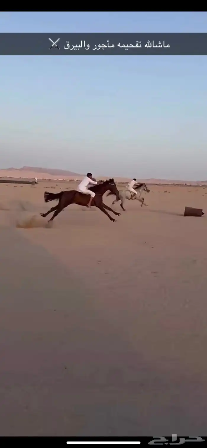 حصان مشروك 3