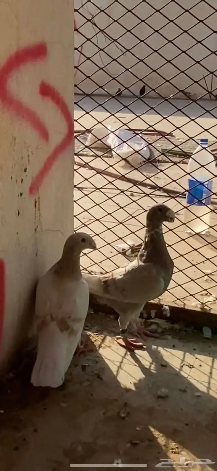 حمام 1