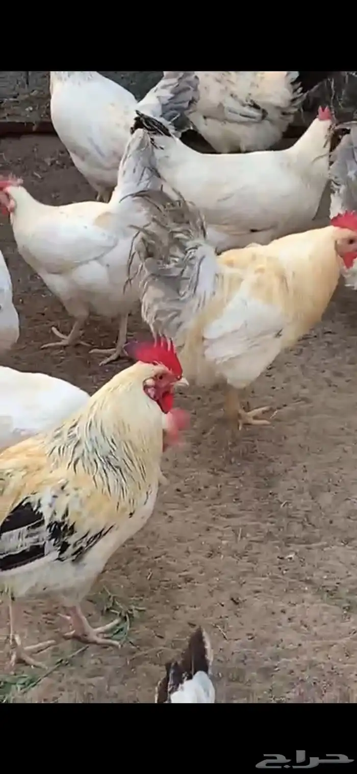 دجاج فرنسي 3