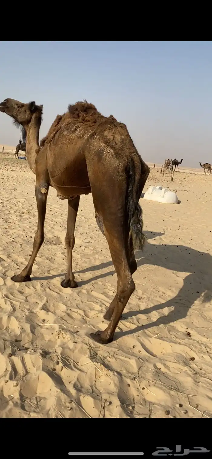 للبيع ناقة قصب 1