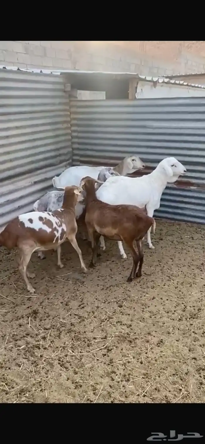 شياة برابر طيبه 0