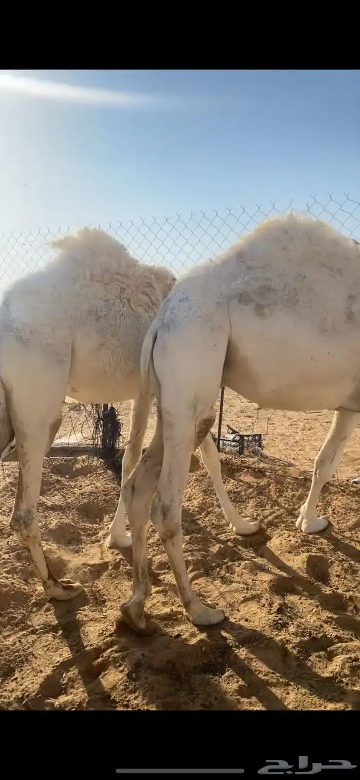 حشو قصب قعود وبكره طيبه عماره من سنه ونص وحولها الموقع القر 2