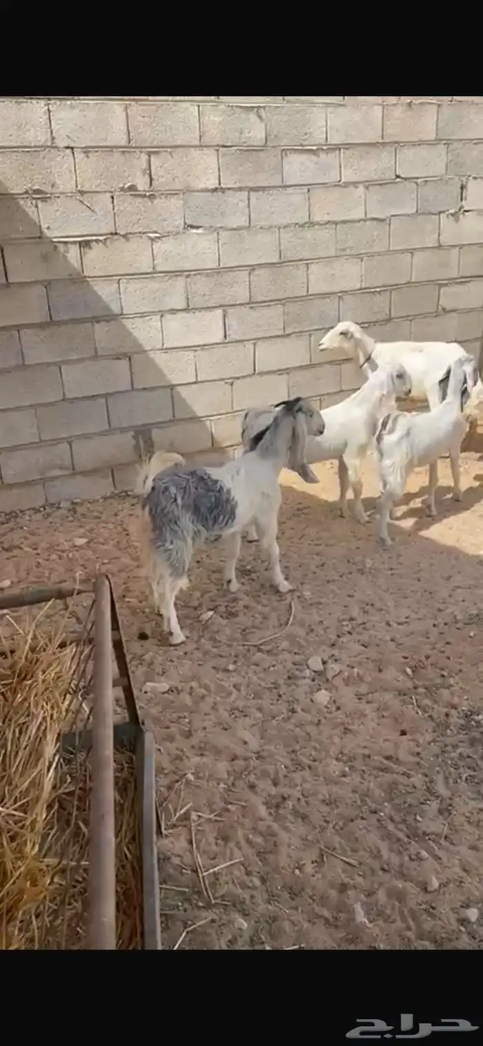 تيس وجفرتين 1