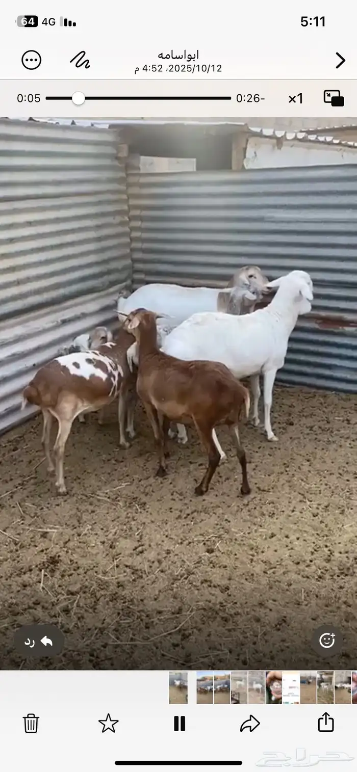 شياة برابر طيبه 2