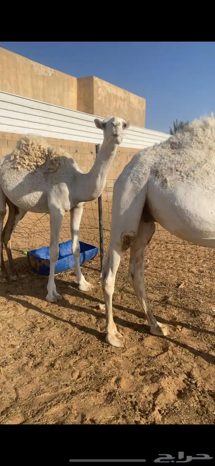 حشو قصب قعود وبكره طيبه عماره من سنه ونص وحولها الموقع القر 4