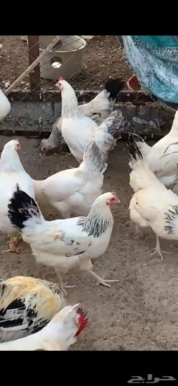 دجاج فرنسي 1