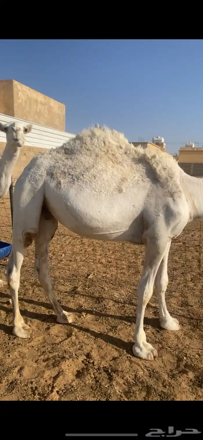 حشو قصب قعود وبكره طيبه عماره من سنه ونص وحولها الموقع القر 3