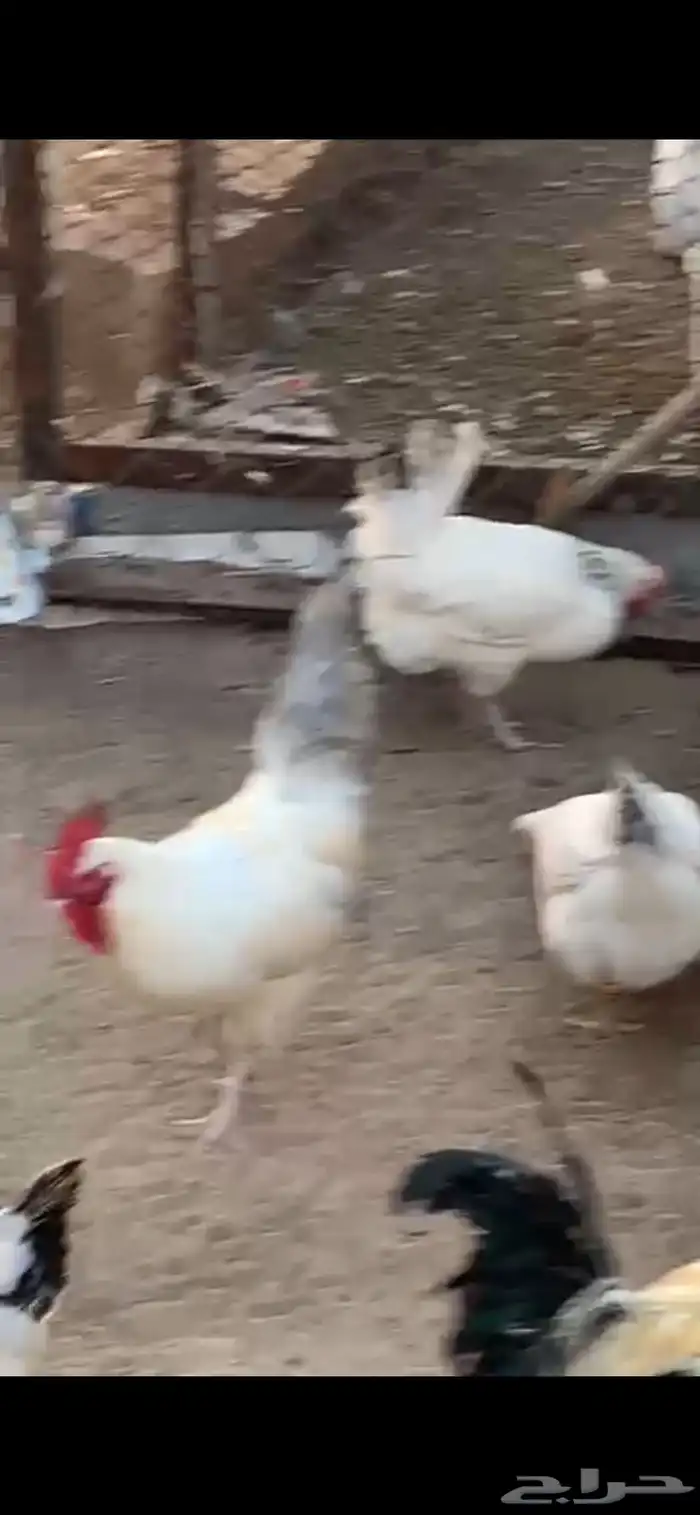 دجاج فرنسي 7