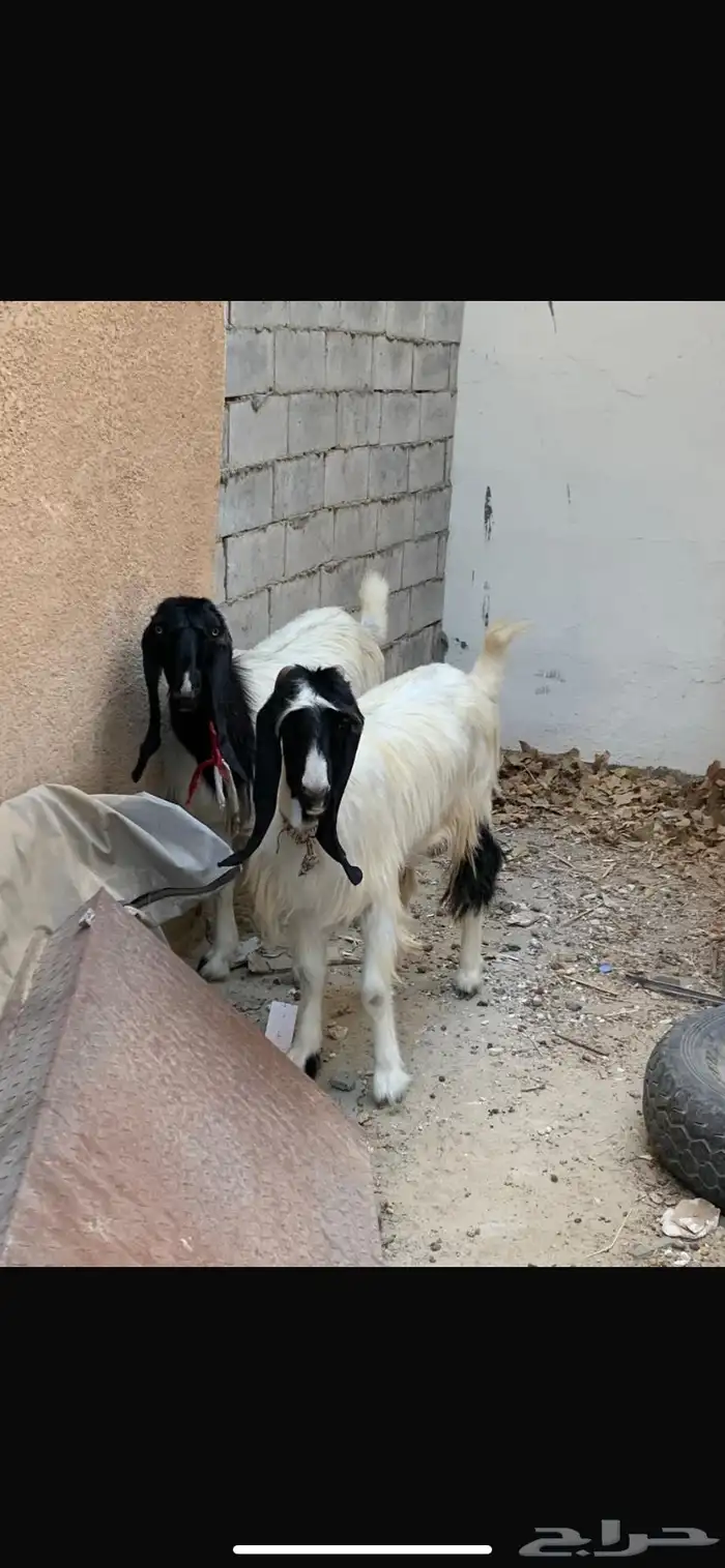 عنزا 0