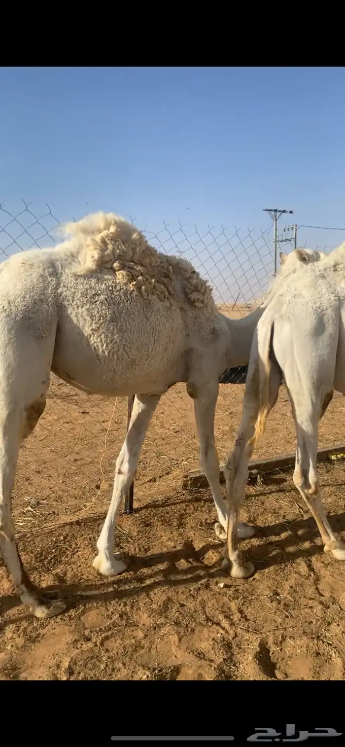 حشو قصب قعود وبكره طيبه عماره من سنه ونص وحولها الموقع القر 0