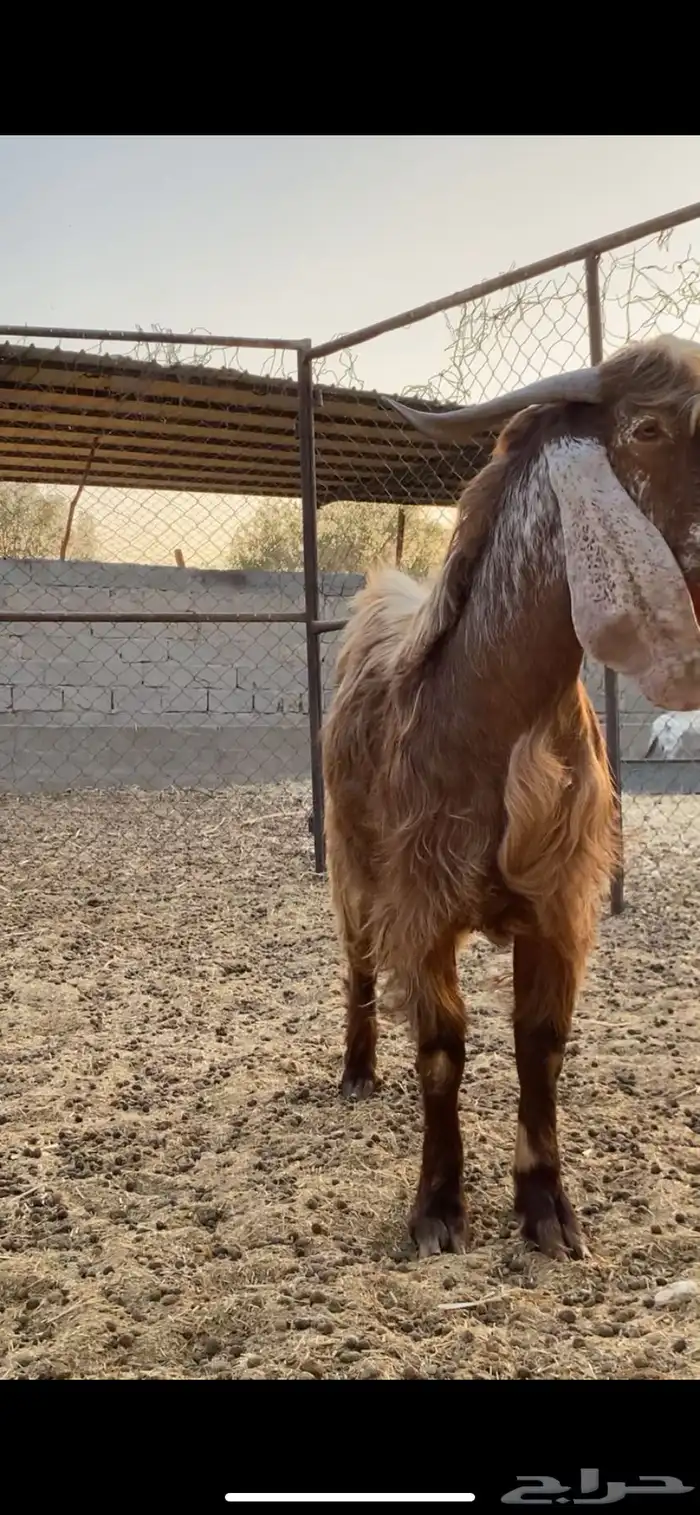 فحل عارضي كفو حارر شرط تم البيع 1