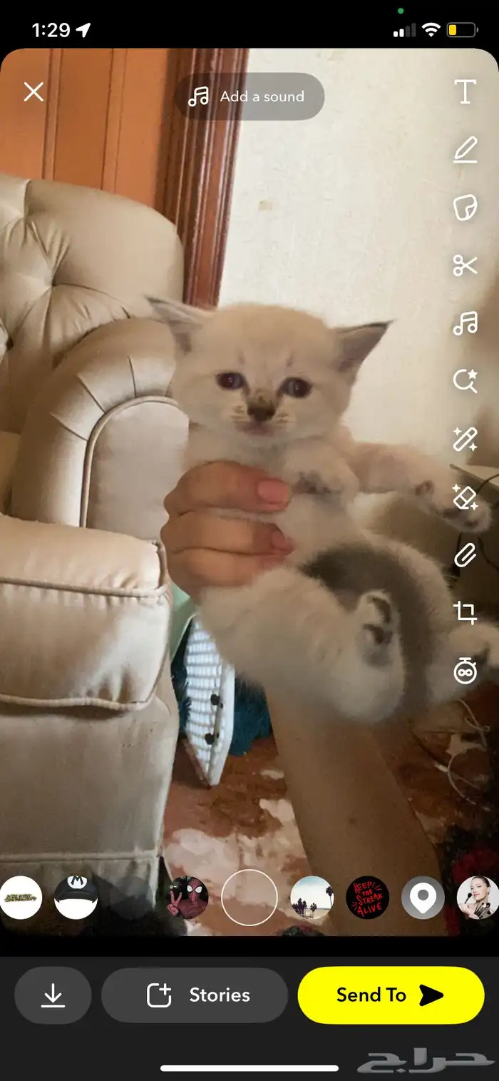 قطط للبيع 4