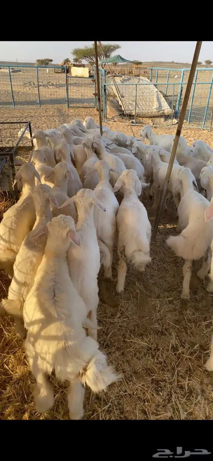 بهم تربيه تم البيع اضغط متابعه يصلك كل جديد 0