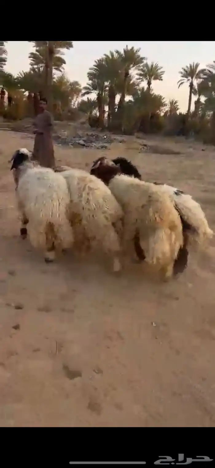 جذعان كناور فاخره 1