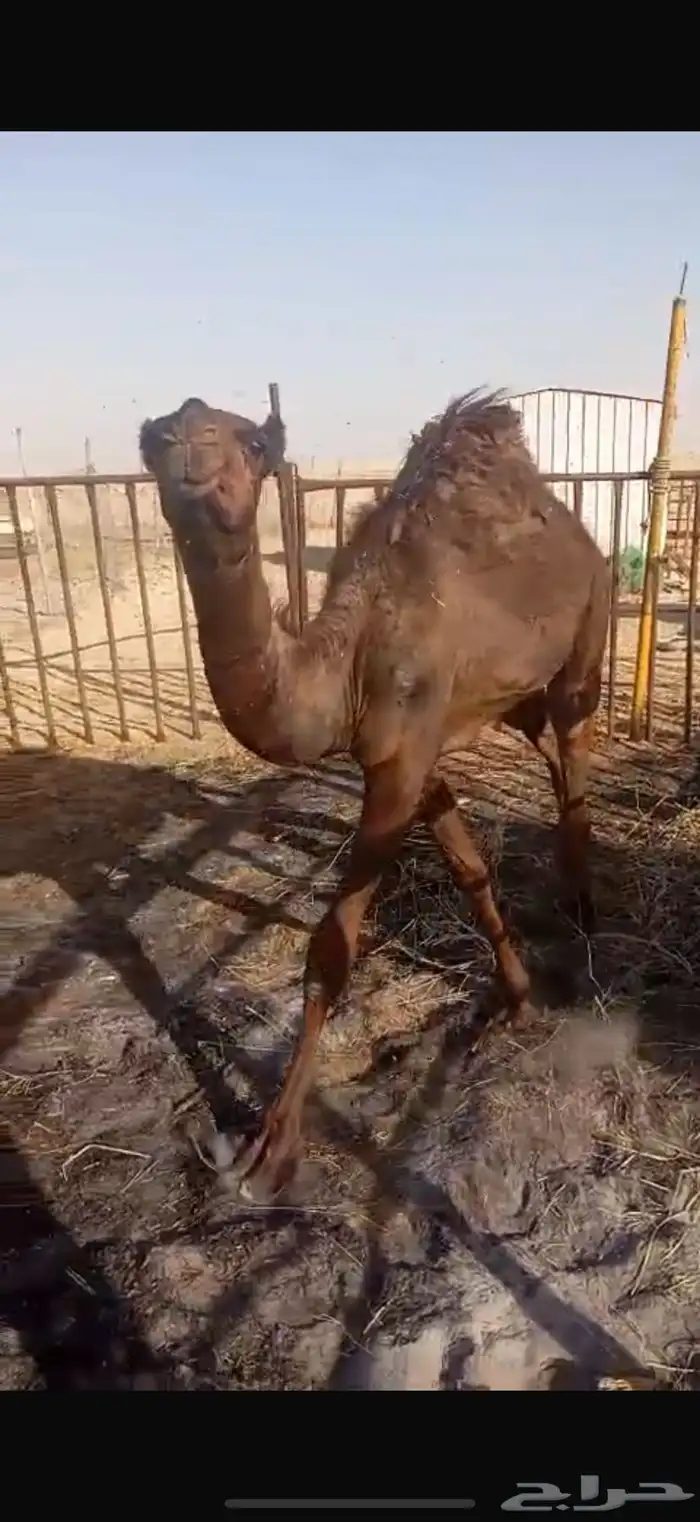 قعود بري 7
