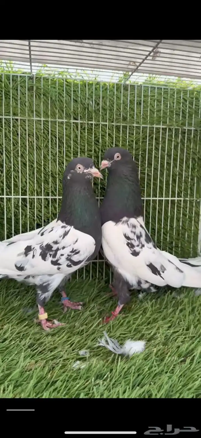 زوج رامبوري توب 7