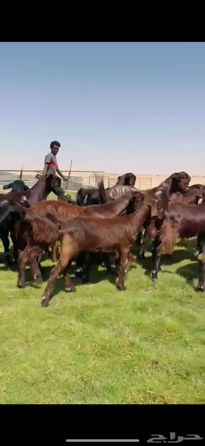 مراح شاميات خصم جذعات وثنوات ورباع شرط . 3