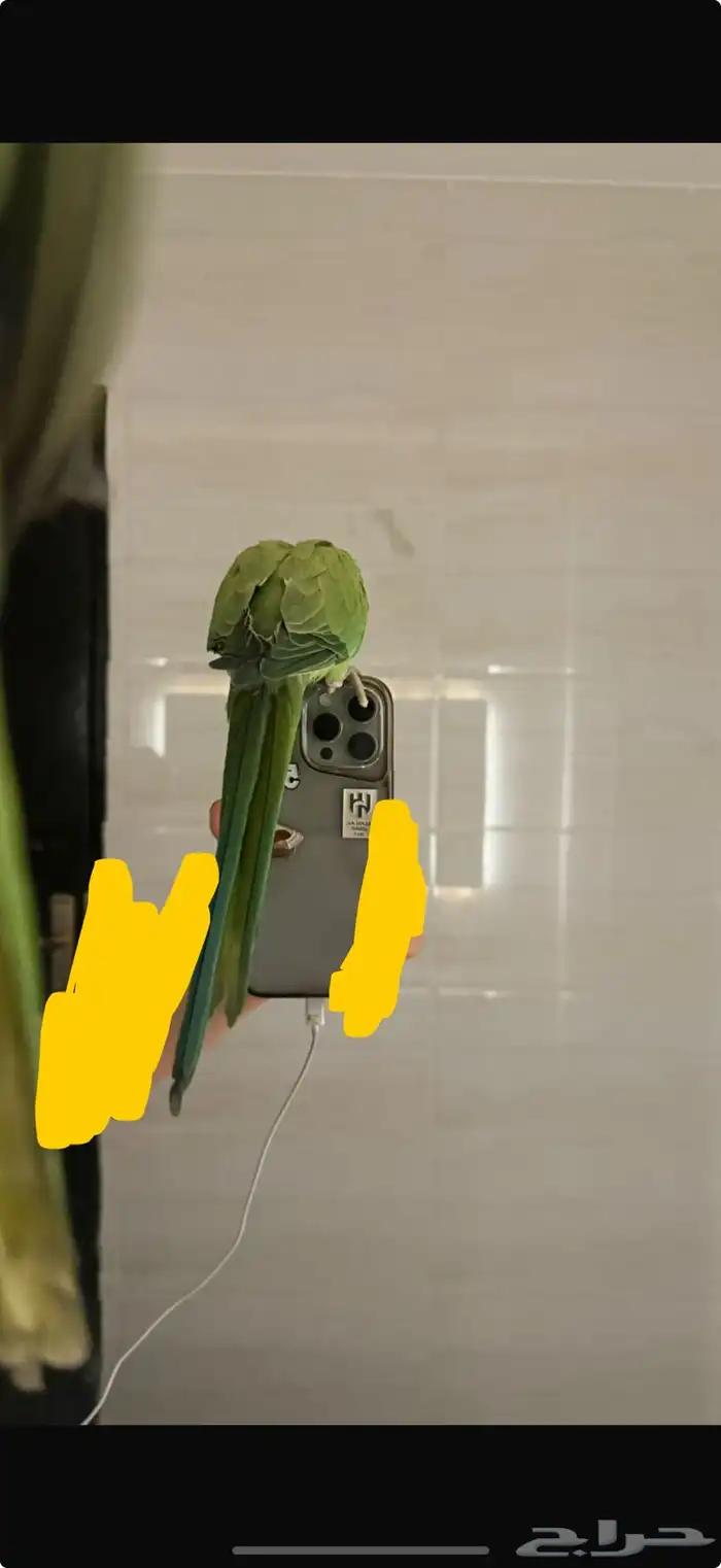 ببغاء مفقود 1