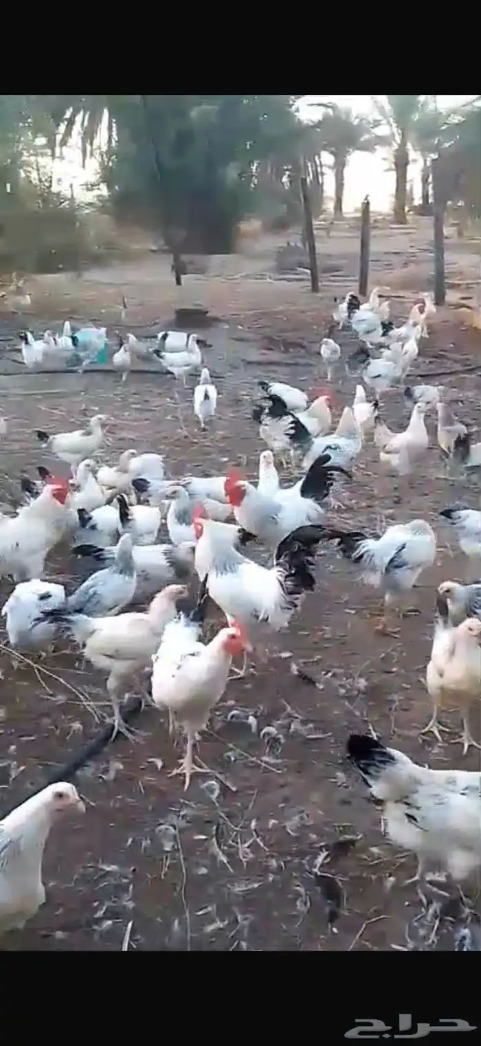 دجاج فرنسي وكلومبي 1