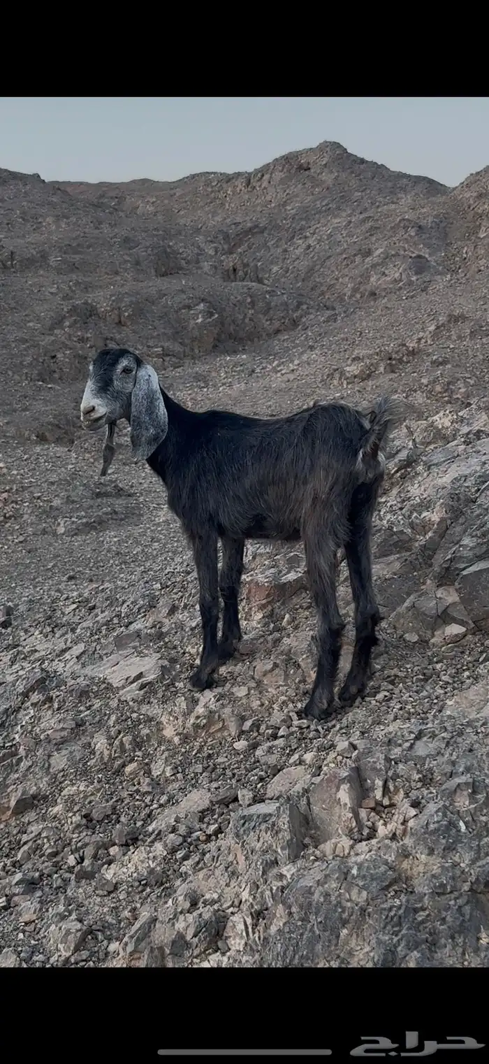 خمس معزا ونعجه ورخله 1