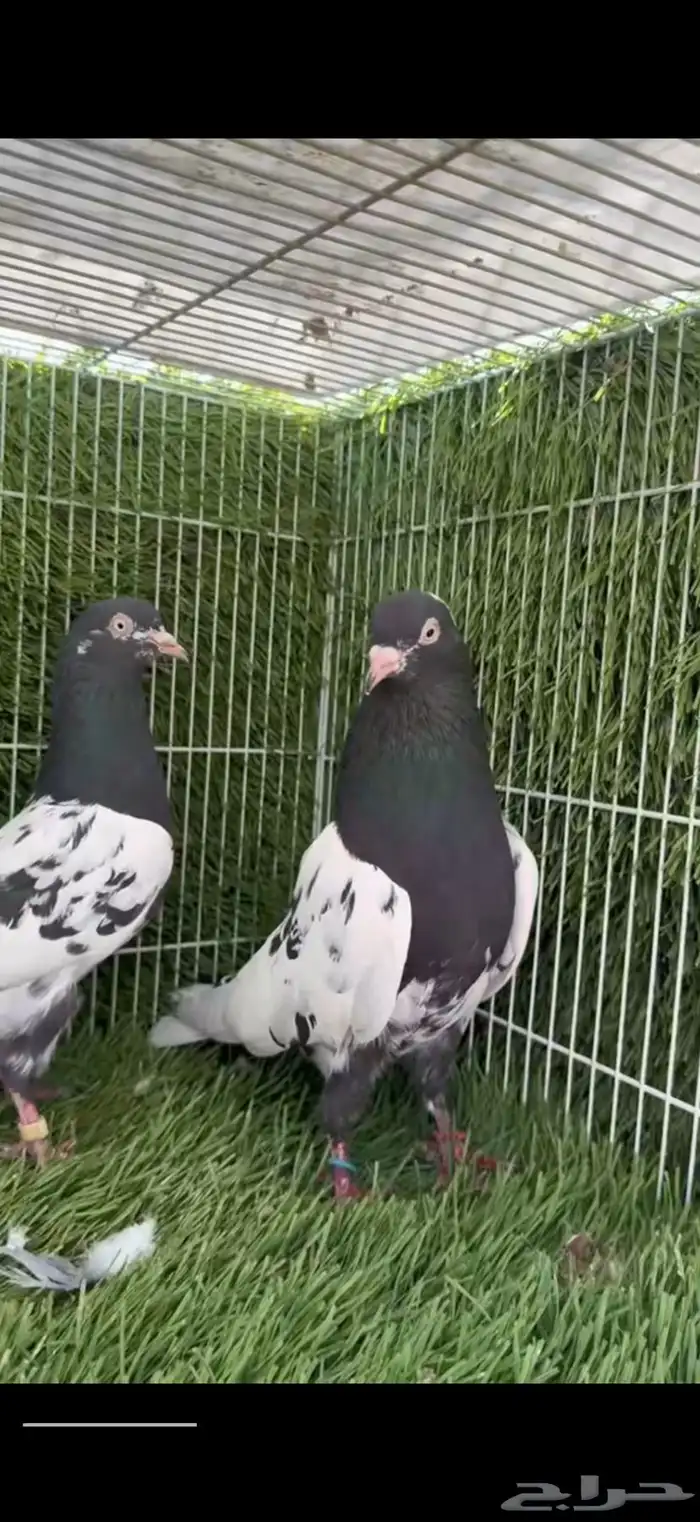 زوج رامبوري توب 0