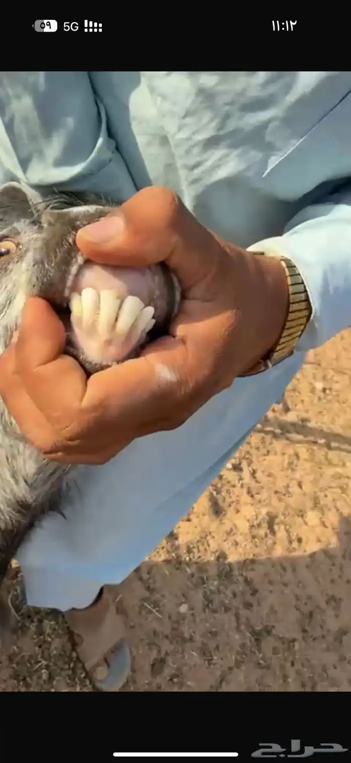 عنز متومه 2