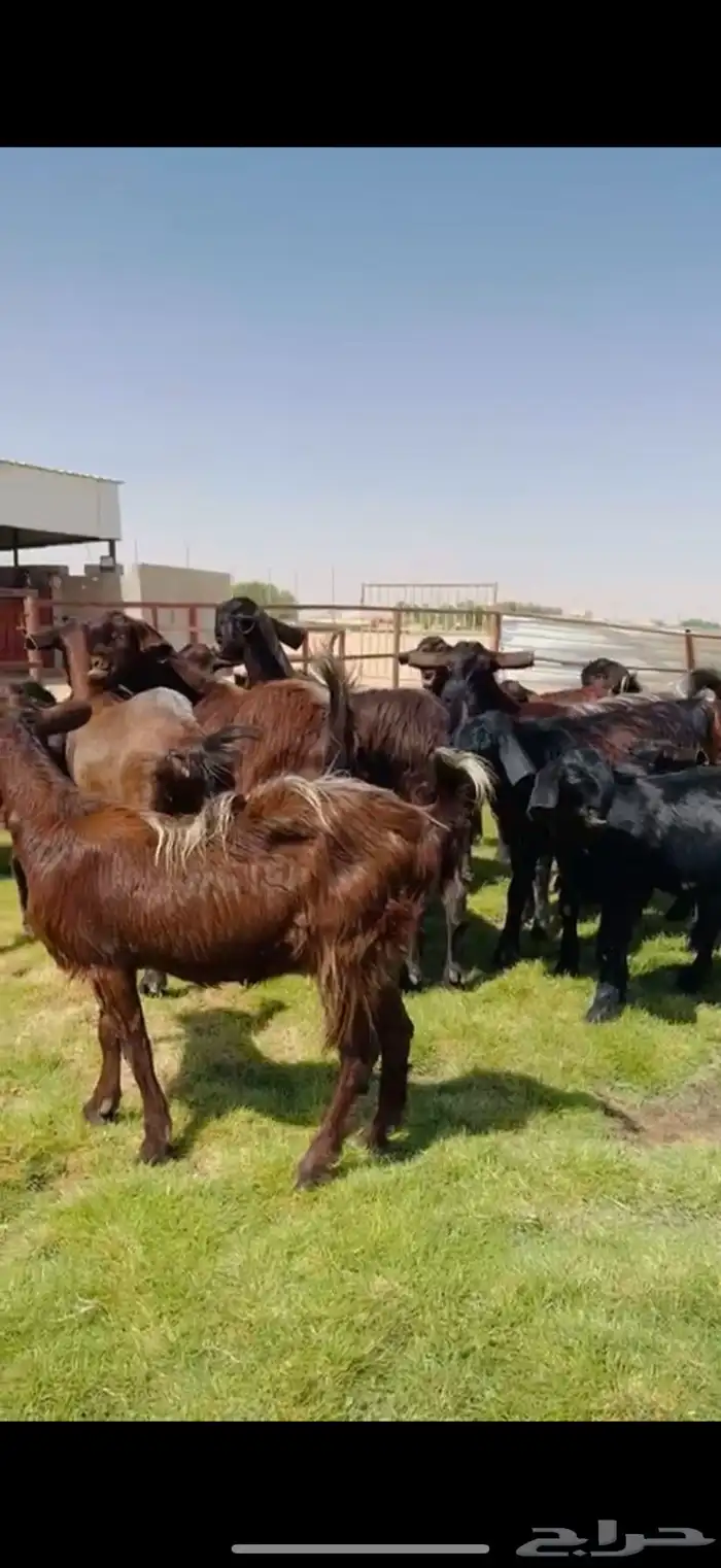 مراح شاميات خصم جذعات وثنوات ورباع شرط . 2