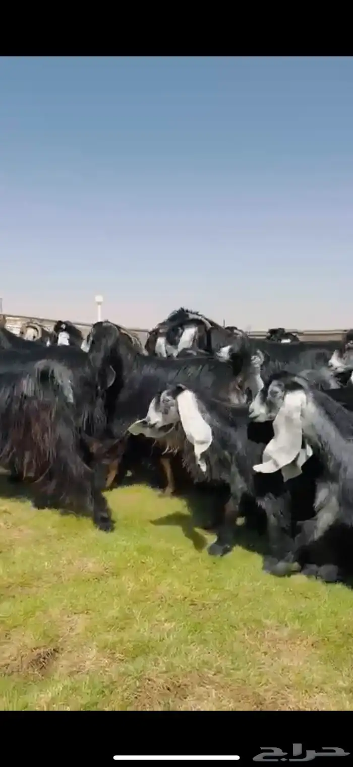 مراح عوارض فاخره اغلبها جذعات وثنوات شرط 48 الفحول 2 4
