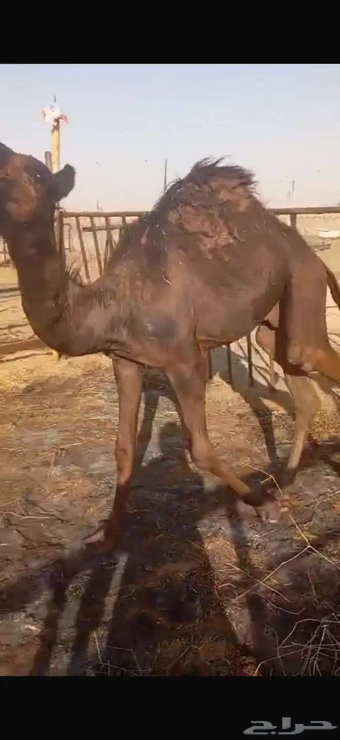 قعود بري 5