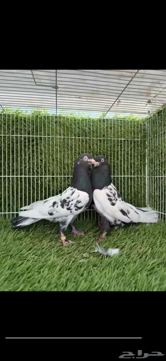 زوج رامبوري توب 3