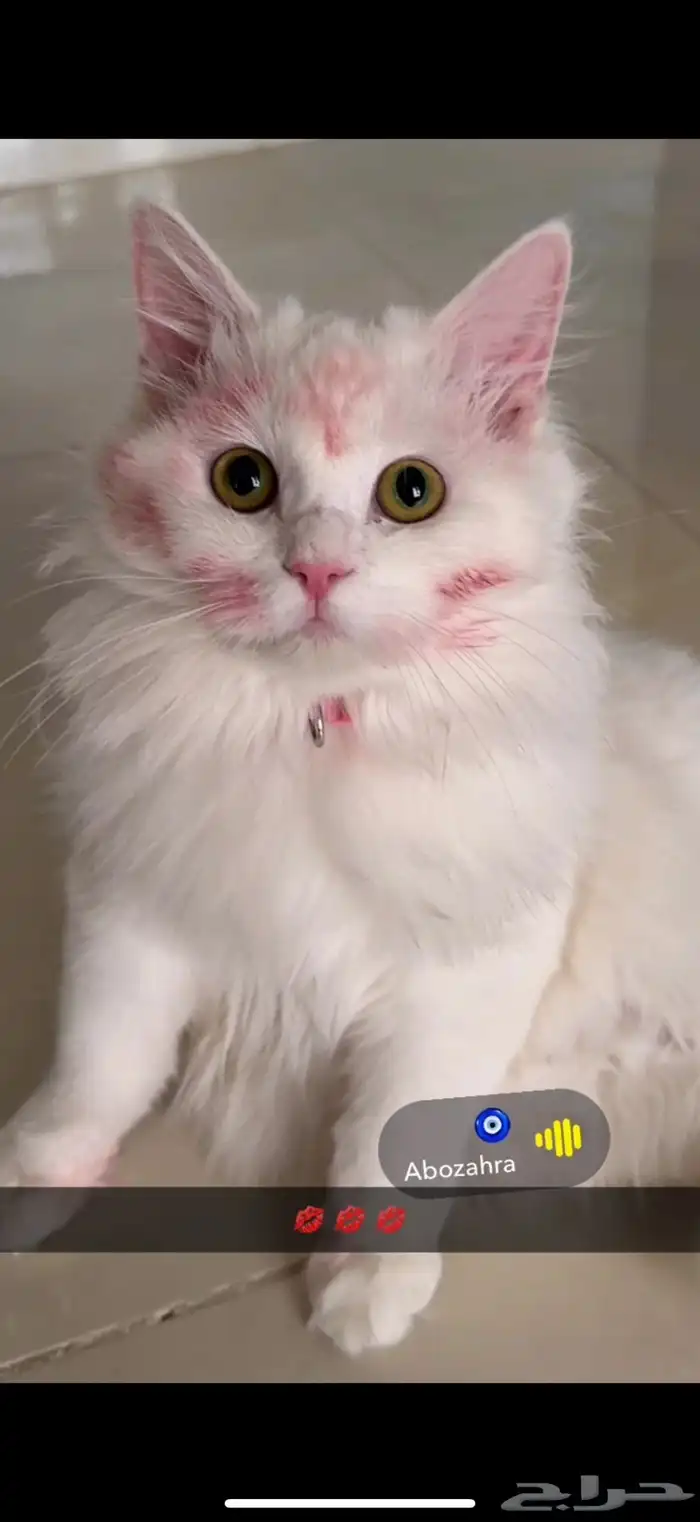 قطط للتبني 12