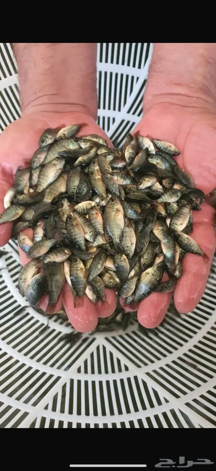 زريعه سمك البلطي 2