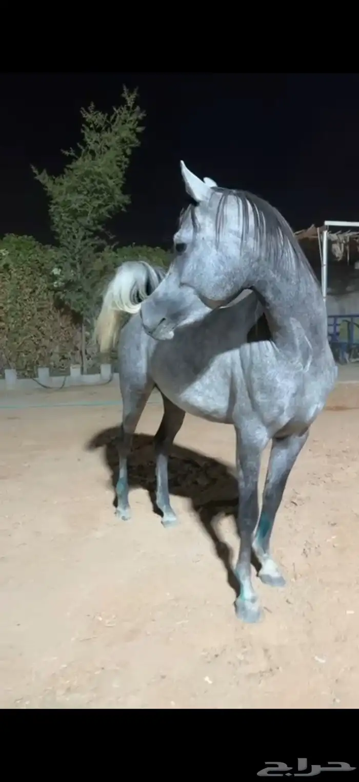 خيل 1
