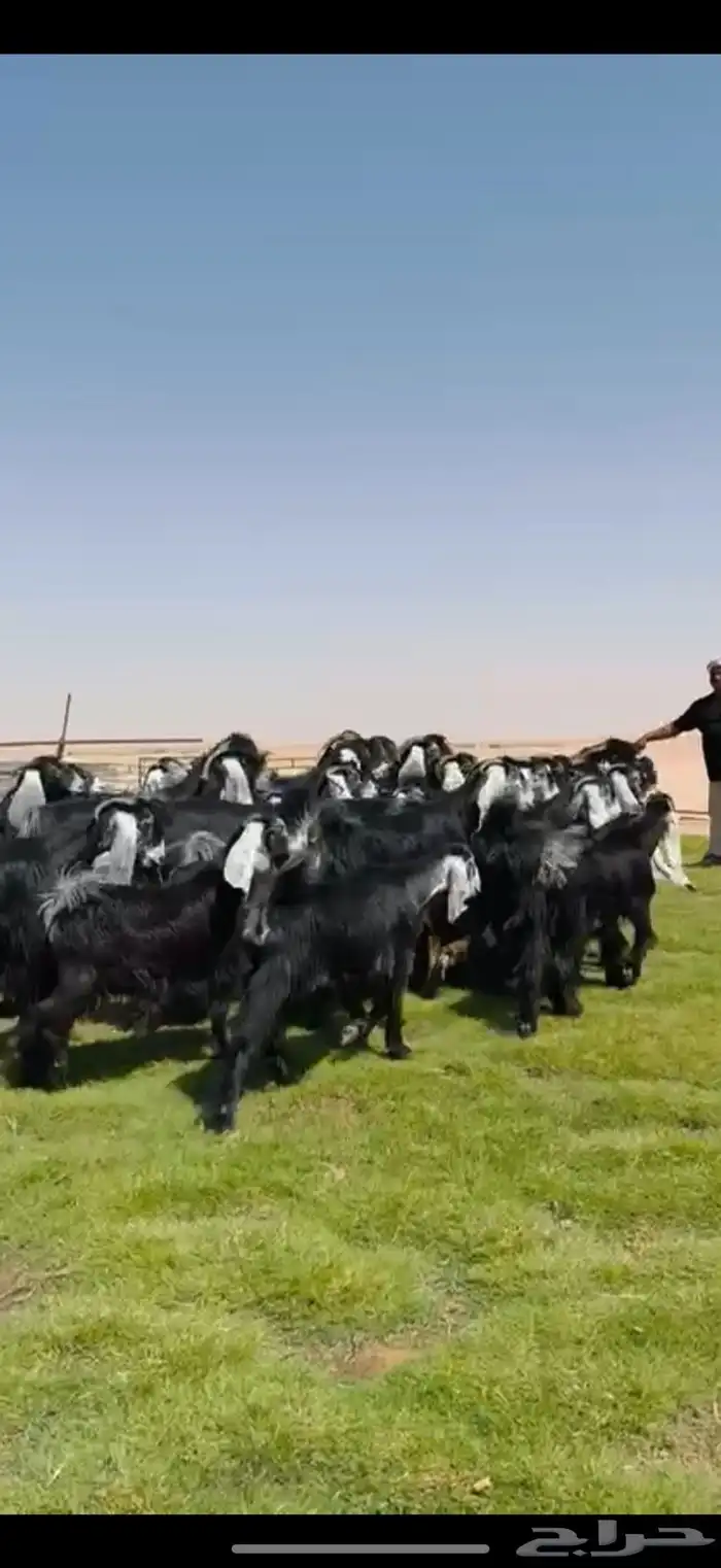 مراح عوارض فاخره اغلبها جذعات وثنوات شرط 48 الفحول 2 0