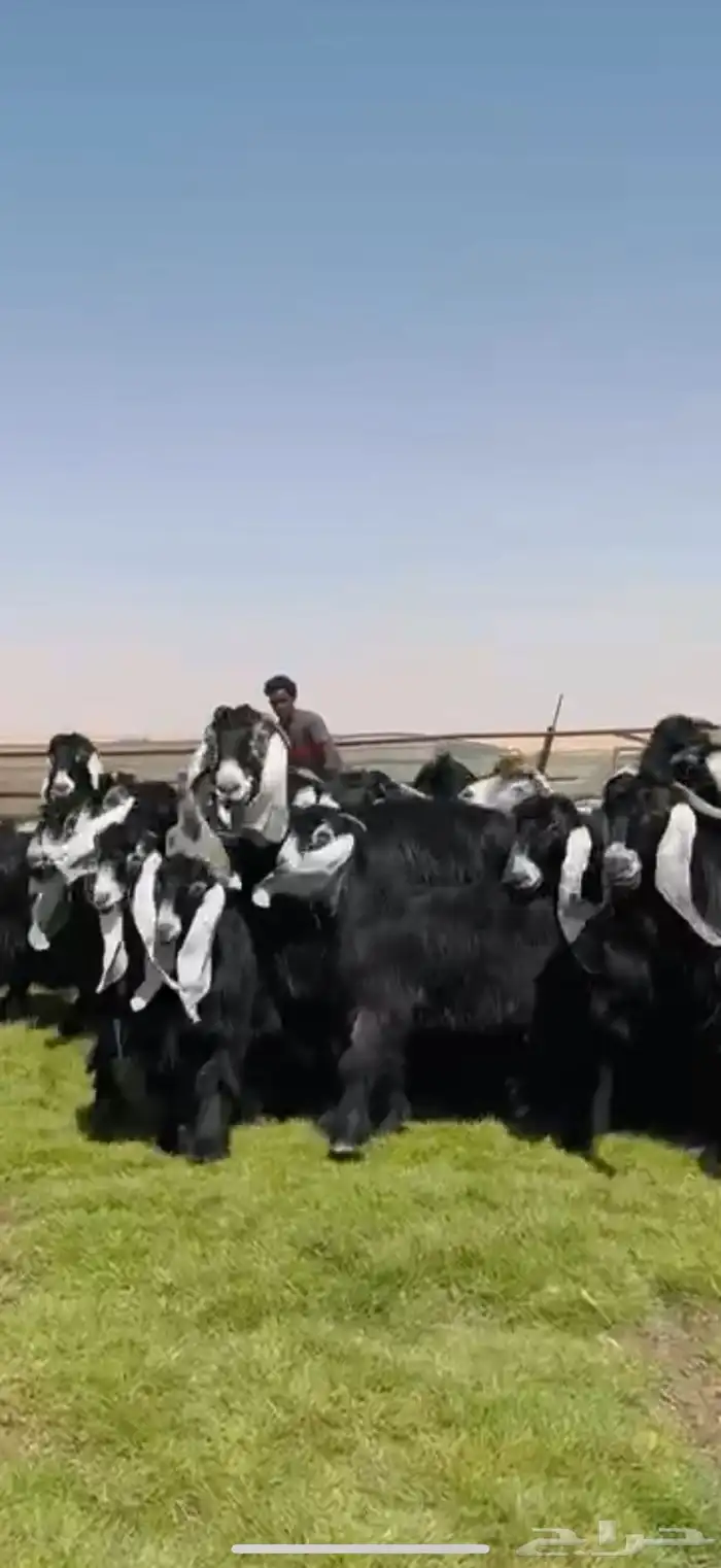 مراح عوارض فاخره اغلبها جذعات وثنوات شرط 48 الفحول 2 5