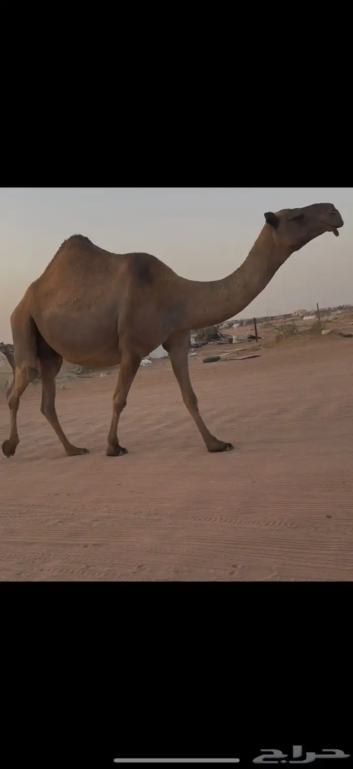لقحه صفرا عبدانيه 0