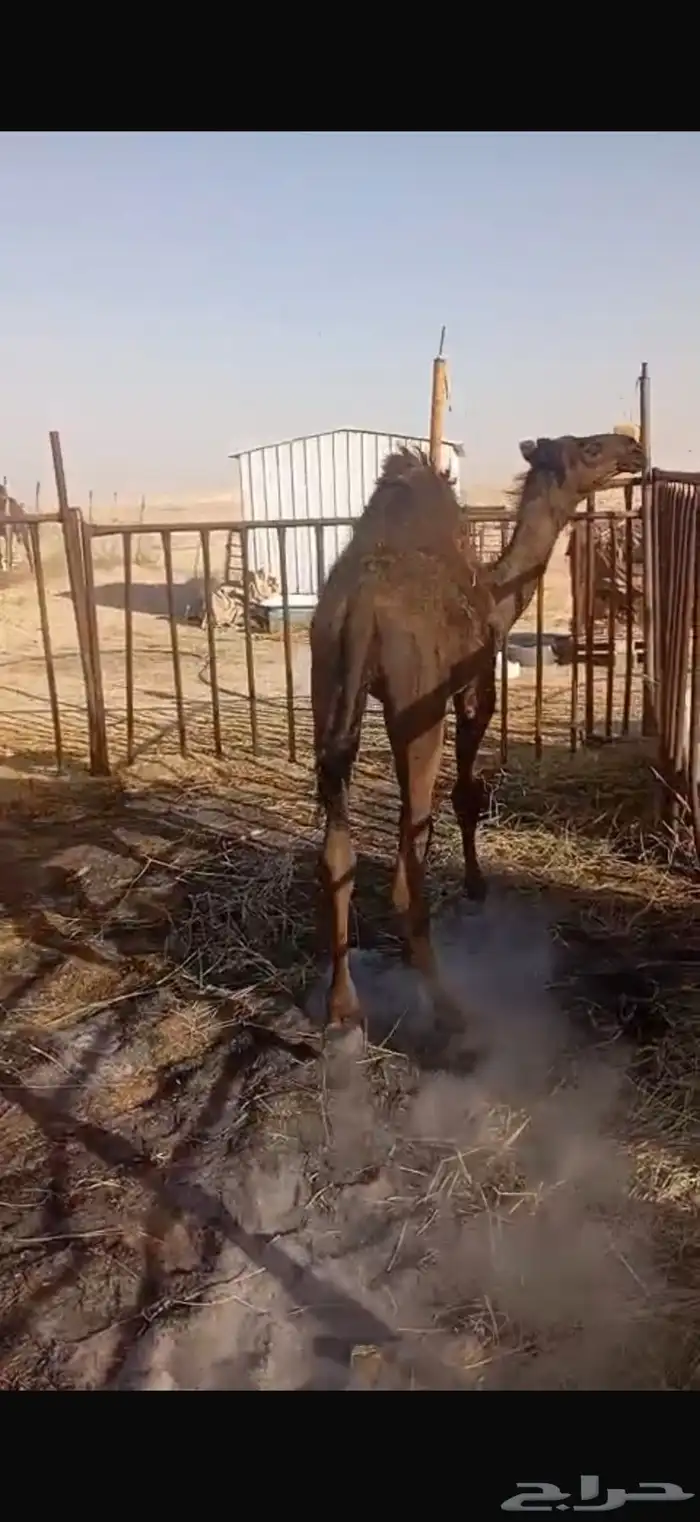 قعود بري 6