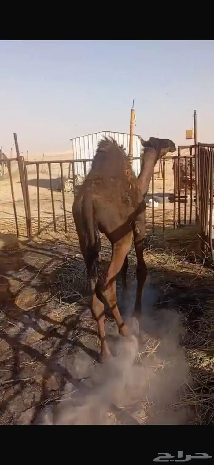 قعود بري 9