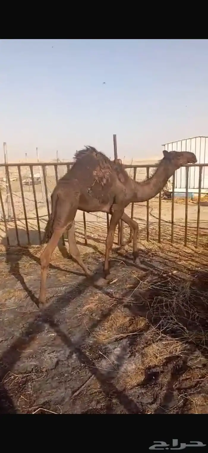 قعود بري 3
