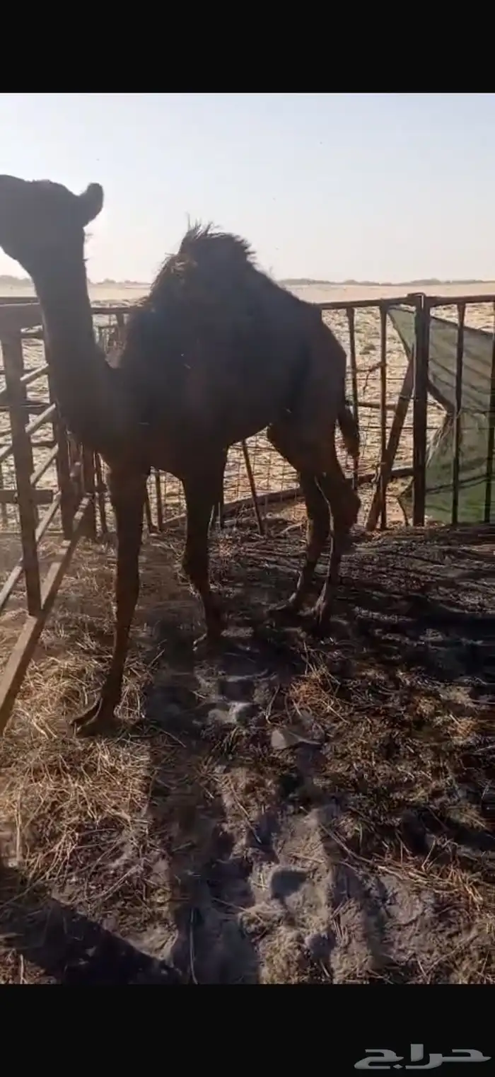 قعود بري 11