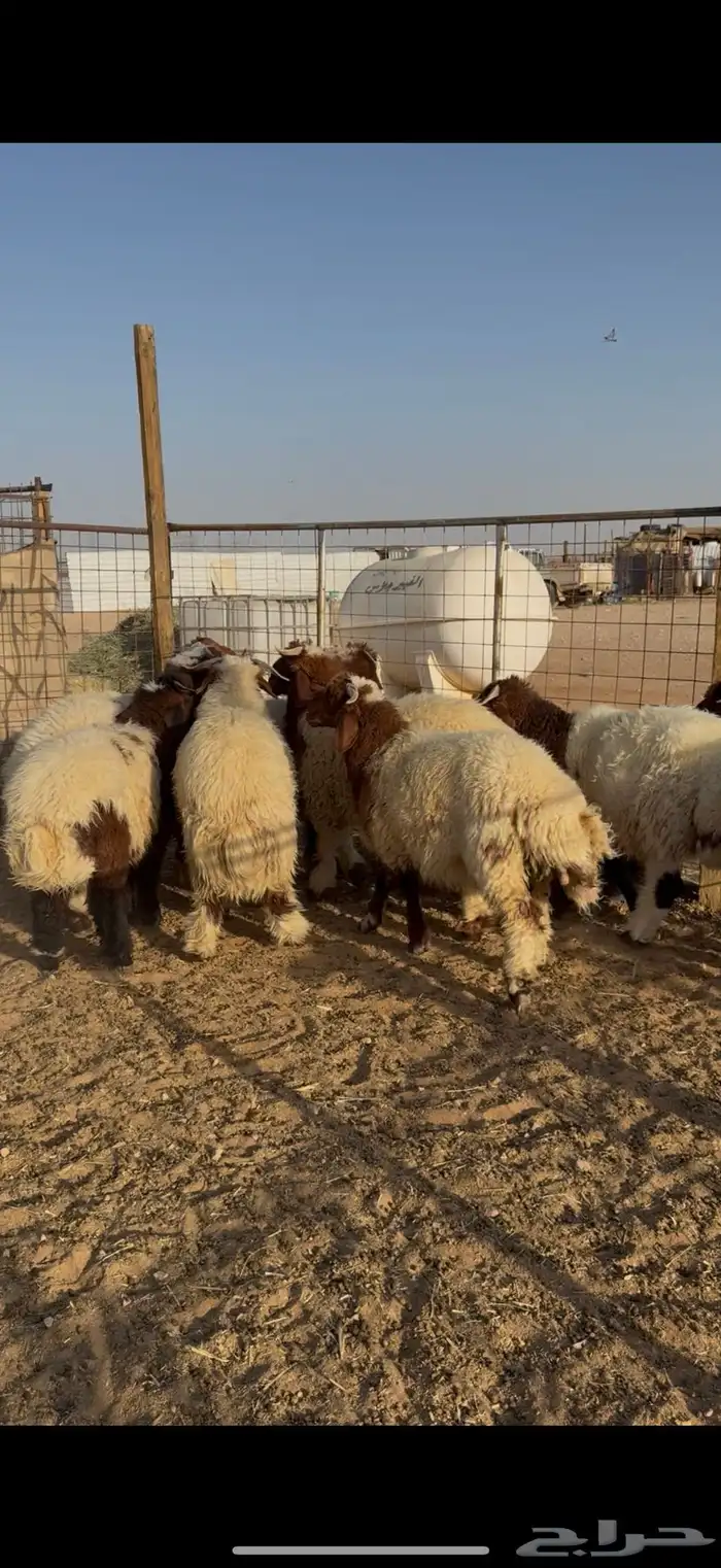 ذبايح نعيم حري تيوس تقسيط 1