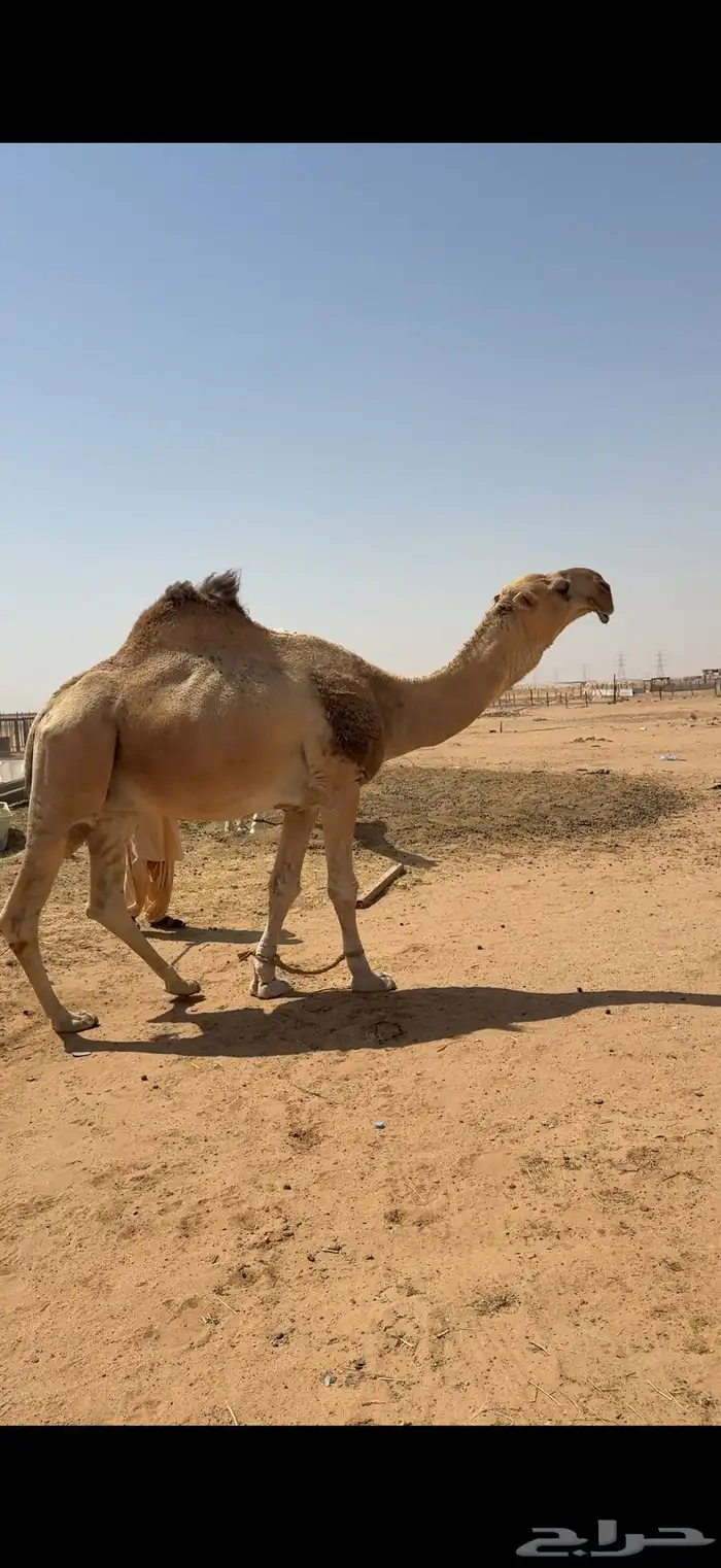 فحل احمر كفو 0