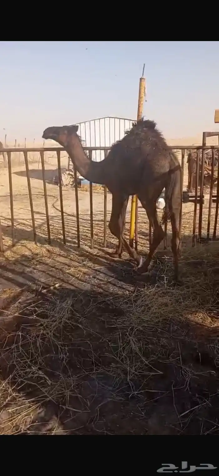 قعود بري 0